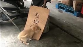 寵物,狗,立牌,賣狗,感人（圖／翻攝自微博）