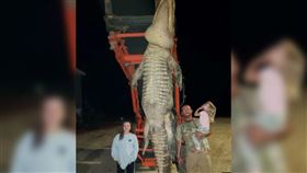 美國佛羅里達州漁夫上個月中捕獲重量473公斤、身長422公分的鱷魚。圖／翻攝自New York Post推特