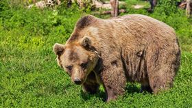 棕熊,熊（示意圖／Pixabay）