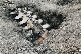 考古學家挖出超大鯨魚骸骨。（圖／翻攝自臉書）
