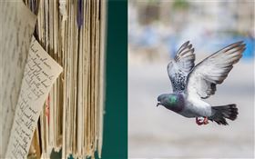 信,鴿子,飛鴿傳書（合成圖／Pixabay）