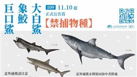 大白鯊、象鮫、巨口鯊列入禁捕物種（漁業署提供）