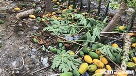 台中木瓜遭「斷頭」／記者張雅筑攝