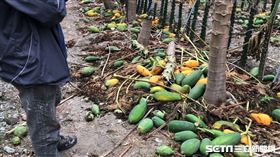 台中木瓜遭斷頭／記者張雅筑攝