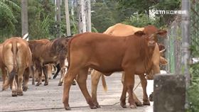 花蓮,工業區,牛群,電網,電池