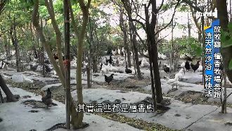 為食安花錢買安心　精品蛋每顆50元