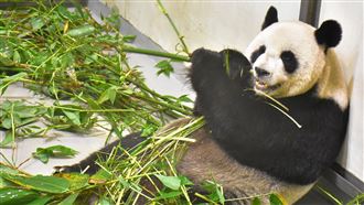 這些動物享受單身！動物園曝1關鍵