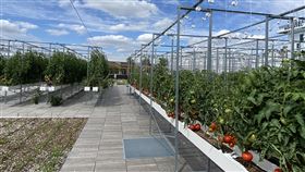 法國最大空中農場啟用  2年後成歐洲最大位於巴黎市凡爾賽門展覽園區「都會大自然」已於今年7月正式啟用，未來2年完工後，占地將達1萬4千平方公尺，為歐洲最大空中農場。中央社記者曾婷瑄巴黎攝　109年11月11日