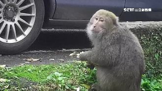 獼猴擾交通！陽管處組驅猴隊漆彈趕猴