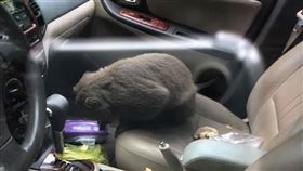 花蓮,汽車,台灣獼猴,太魯閣國家公園,白楊步道,水蓮洞,煎餃