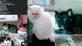 老主人過世留下年邁的9隻狗、7隻貓等待認養。（圖／翻攝自臉書）