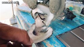 ▲鵝大人到七股潟湖參觀蚵農的採收作業。（圖／那個釣魚頻道 授權）