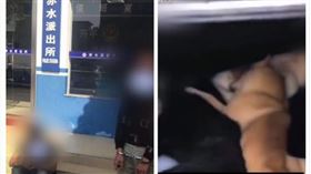 中國,廣東,寵物,餵狗,土狗（圖／翻攝自梨視頻）