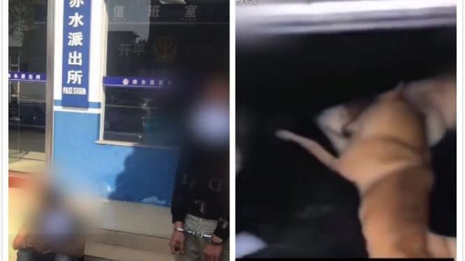 兩男準備鵝肉餵狗　5土狗一吃全暴斃
