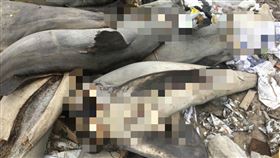 尖吻鯖鯊,智利,屍體,砍頭去尾