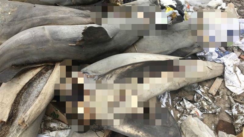 海灘驚見「17具砍頭斬尾」鯊魚屍