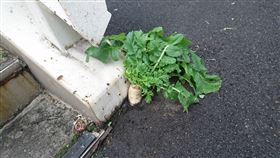 蘿蔔,爆紅,大阪,日本,景點,朝聖,白蘿蔔,天橋
推特