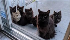 （圖／翻攝自Chatons OrphelinsMontréal臉書）