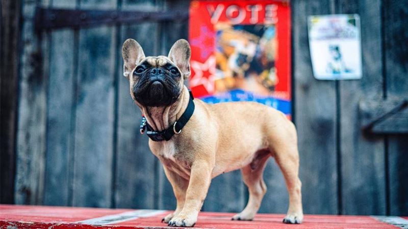 法國鬥牛犬成為全球最可愛鎮長