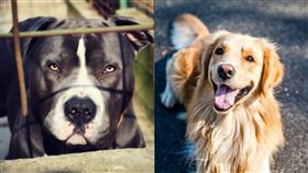 黃金獵犬,比特犬（圖／Pixabay）