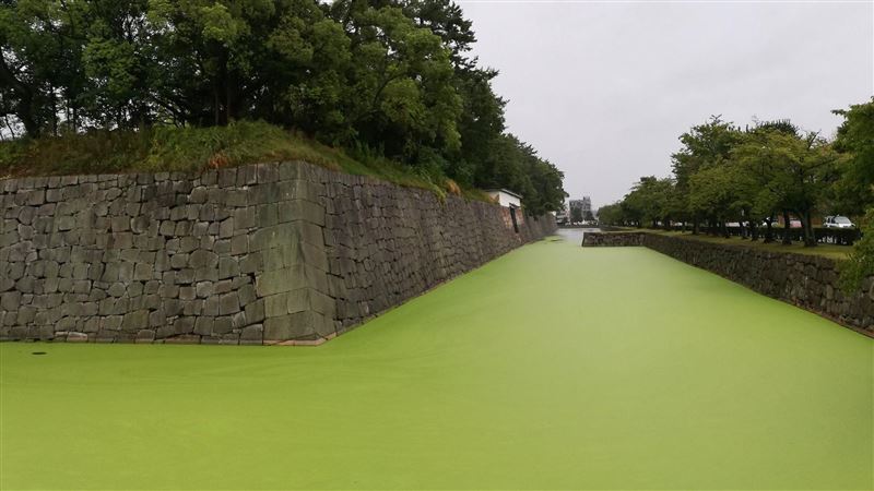百年護城河變「漂浮奶綠」　居民驚了