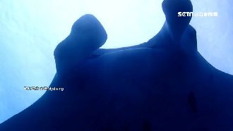 海中伴遊！後壁湖潛水驚見超大鬼蝠魟