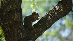 松鼠
https://www.flickr.com/photos/148503714@N06/33523720010/in/photolist-T5nQ1A-9A3eFJ-8okNfX-egUVcp-6ejo4b-dsewzJ-8opV79-7KozTn-8iYmQD-8omKcF-8opsjW-eh1FA5-FGc5h9-8EVTVj-egUUS6-8ESH7B-fuf5zp-dS3A2H-AG