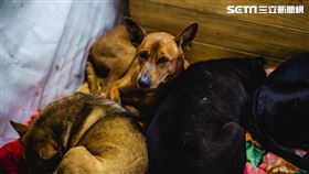 疫情衝擊募集短缺9成 毛小孩等待捐贈過暖冬（圖／合隆羽藏提供）