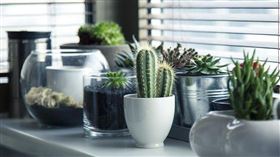 盆栽，植物（圖／翻攝自pixabay）