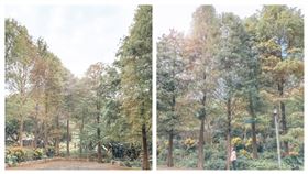 北市南港四分溪畔麗山農民廣場 落羽松(圖／臺北市政府工務局大地工程處提供)