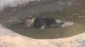 獅子大部分身體都泡在水中。（圖／翻攝自澎拜新聞）