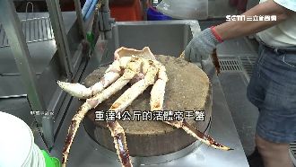 帝王蟹怎挑最肥美？達人曝關鍵在蟹腳