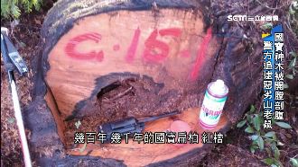 調查局驗檜木DNA　定罪山老鼠集團