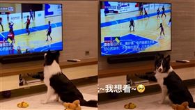 網路小有名氣的邊境牧羊犬「憨吉」，常以可愛趣味的行為，逗得飼主樂開懷。(圖／臉書粉絲專頁「憨吉祥如意」授權使用)