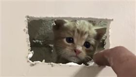 ▲澳洲新南威爾斯消防隊員到一戶人家進行救援，利用熱顯像儀，找到躲在牆壁裡的小橘貓。（圖／翻攝自Fire and Rescue NSW臉書粉絲專頁）