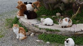 流浪貓 貓咪(圖／翻攝自Pixabay)