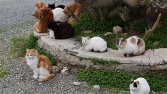 3小貓出生　貓媽卻看傻：你爸是誰？