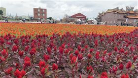 桃園綠色生活悠遊節登場（1）2020桃園綠色生活悠遊節「悠遊蘆竹 花現好時光」14日起至22日熱鬧登場，今年以蘆竹花海為主軸，歡迎民眾到桃園享受輕旅行，以綠生活態度體驗在地文化。中央社記者葉臻攝　109年11月14日