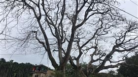 鳳凰木夜蛾幼蟲大爆發　啃光鳳凰木綠葉（1）雲林縣古坑鄉華南實驗國民小學門前2棵高大鳳凰木，目前只剩樹枝，校方指出，是「鳳凰木夜蛾」幼蟲惹的禍，10多天來，上萬隻幼蟲把2棵鳳凰木綠葉都啃光了。（華南國小提供）中央社記者蔡智明傳真　109年11月14日