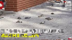 中國,內蒙古,小鳥,墜落,死亡（圖／翻攝自時間視頻）