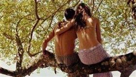 ▲卡圖馬族甘藷節（圖／翻攝自百度百科）