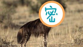 ▲鬣狗（圖／翻攝自百度百科）