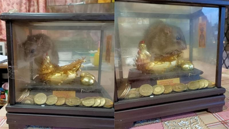 金雞上有老鼠！他求助　網笑：開始養