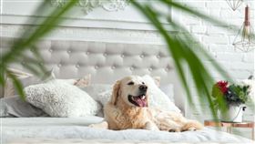 創造與毛孩的回憶！Booking.com精選「全台五大寵物友善飯店」。（圖／Booking.com提供）