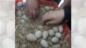 湖邊撿1910顆野生鳥蛋　價值119萬！扯男下場曝光（圖／翻攝自梨視頻）