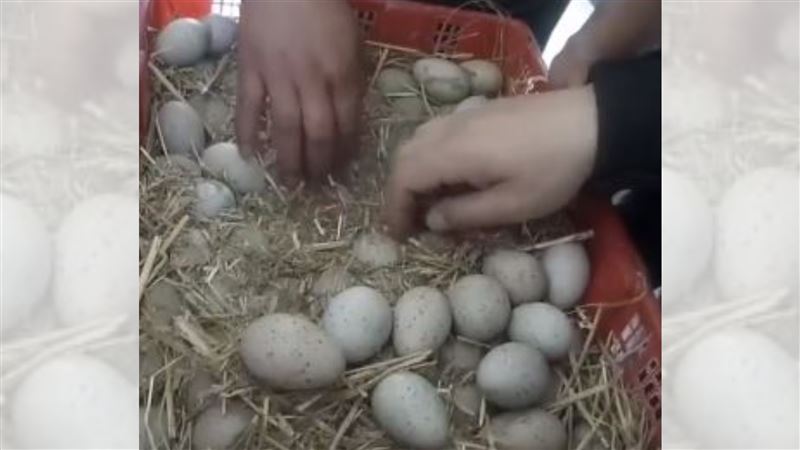 湖邊撿1910顆鳥蛋　價值119萬