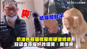 奶油色萌貓收服嘴硬傲嬌爸　狂逗金孫喵奸詐壞笑：我很爽