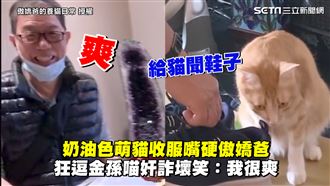萌貓收服傲嬌爸　狂逗金孫喵笑：很爽