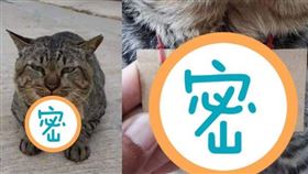 失蹤3天的虎斑貓回家了！不過脖子上卻掛著一張紙。（圖／翻攝自臉書）