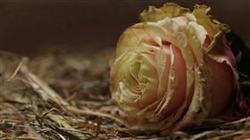 玫瑰、花／pixabay